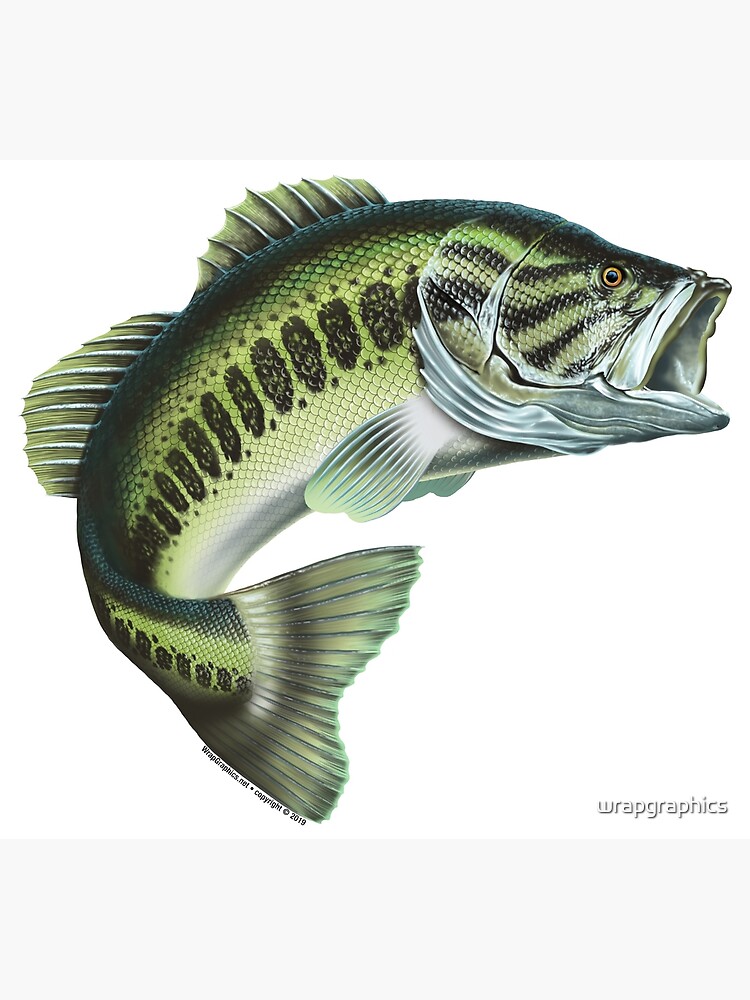 Largemouth Bass #3 Art Print for Sale by wrapgraphics