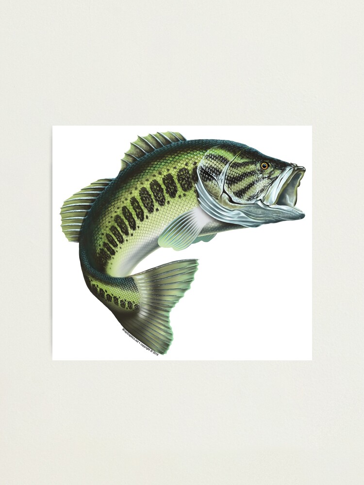 Largemouth Bass Fishing Sticker for Sale by wrapgraphics