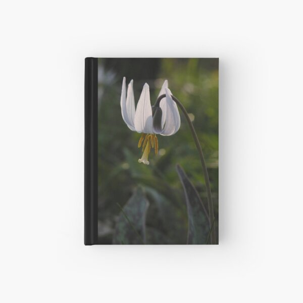 White Trout Lily (Erythronium albidum) Hardcover Journal