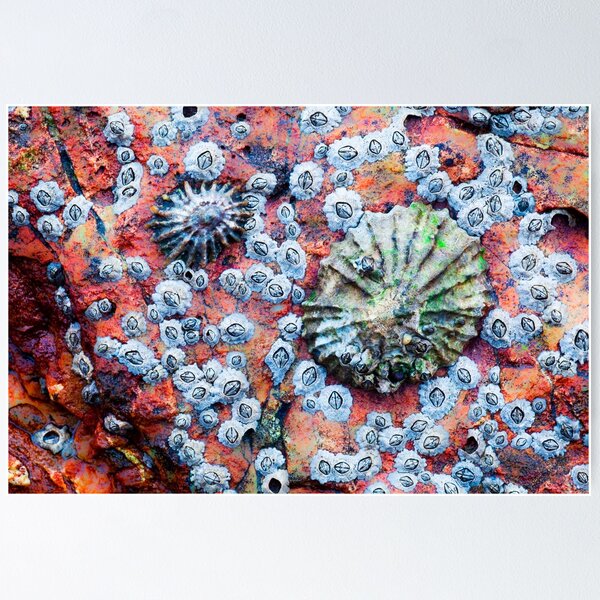 Item preview, 2 Limpets on Red designed and sold by Jason Smalley.
