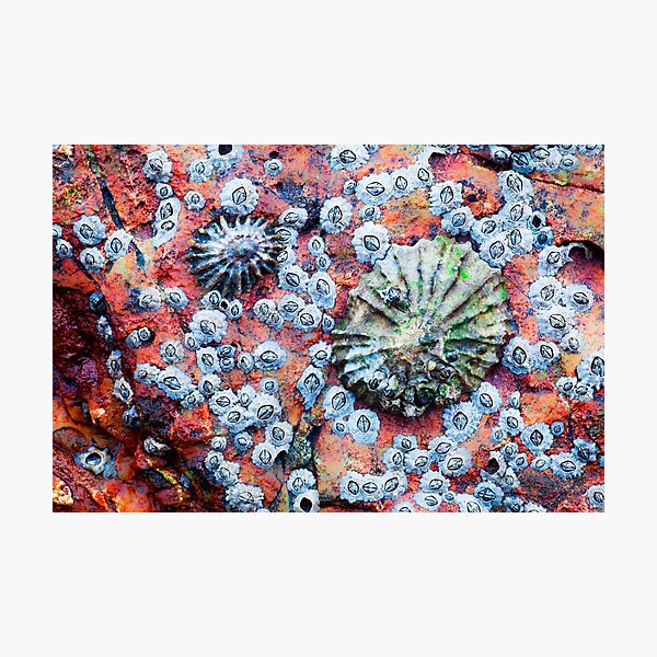 Item preview, 2 Limpets on Red designed and sold by Jason Smalley.