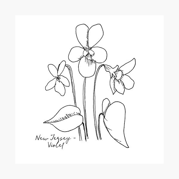 "Violet New Jersey State Flower Illustration" Photographic Print by