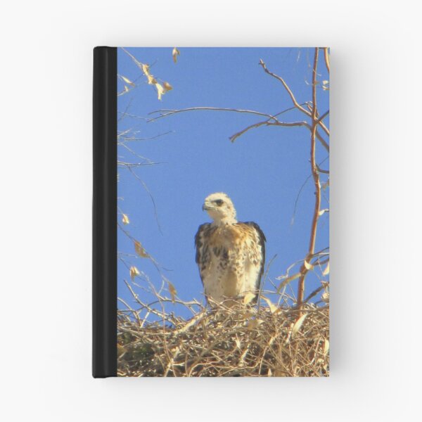 Item preview, Red-tailed Hawk ~ Babies VII designed and sold by Luck of the Shutter.