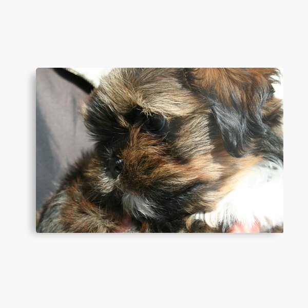Me! Baby Chewbacca Metal Print