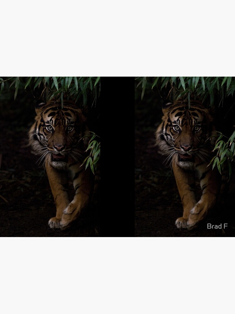 Sumatran Tiger by bfra