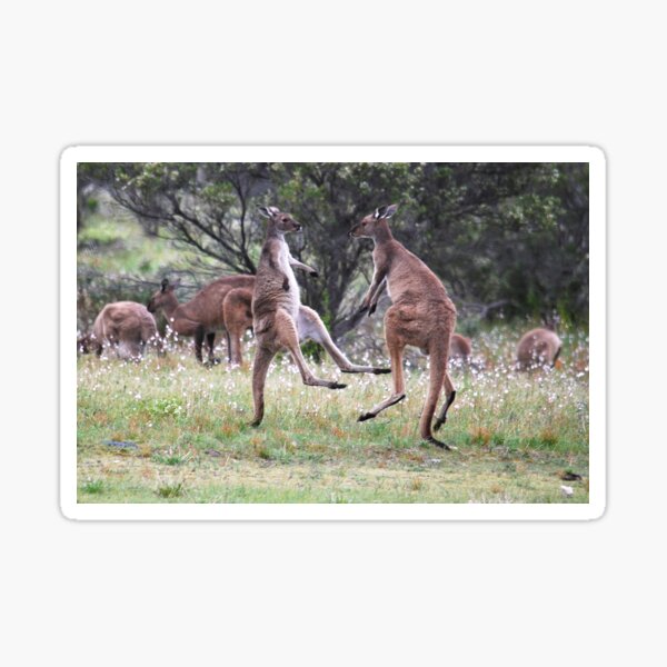 Kangaroos tail standing Sticker