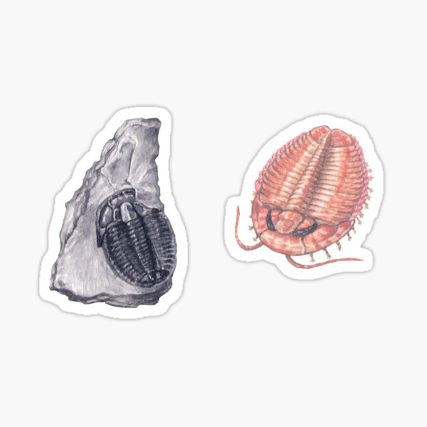 Trilobite and fossil Sticker