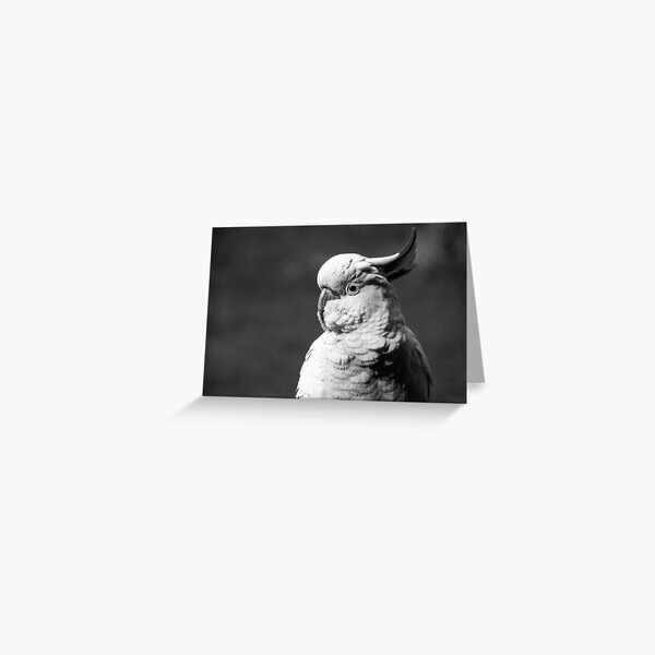 Cockatoo in Black and White Greeting Card