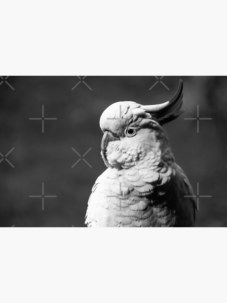 Cockatoo in Black and White by LisaGHunter