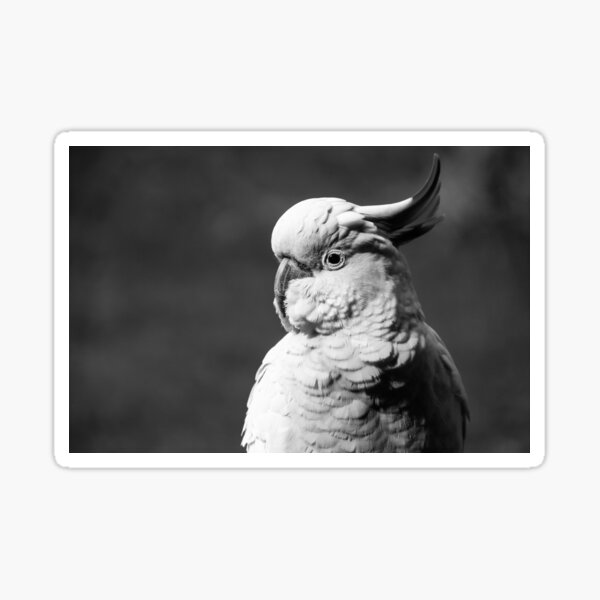 Cockatoo in Black and White Sticker