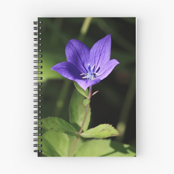 Item preview, Blue Harebell designed and sold by Teresa Zieba.