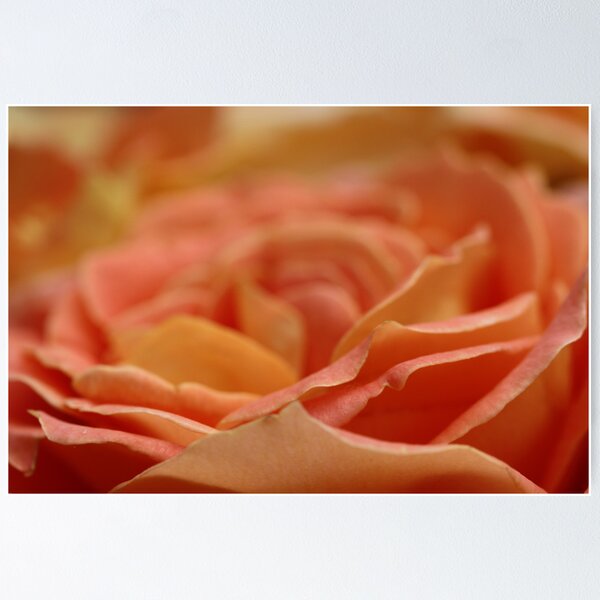 Item preview, Peach rose designed and sold by Hege Nolan.