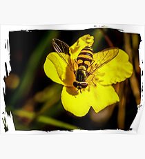 Hover fly on yellow flower Poster