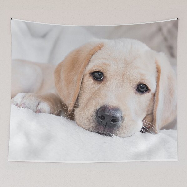 Item preview, Golden labrador puppy designed and sold by HaleyRedshaw.