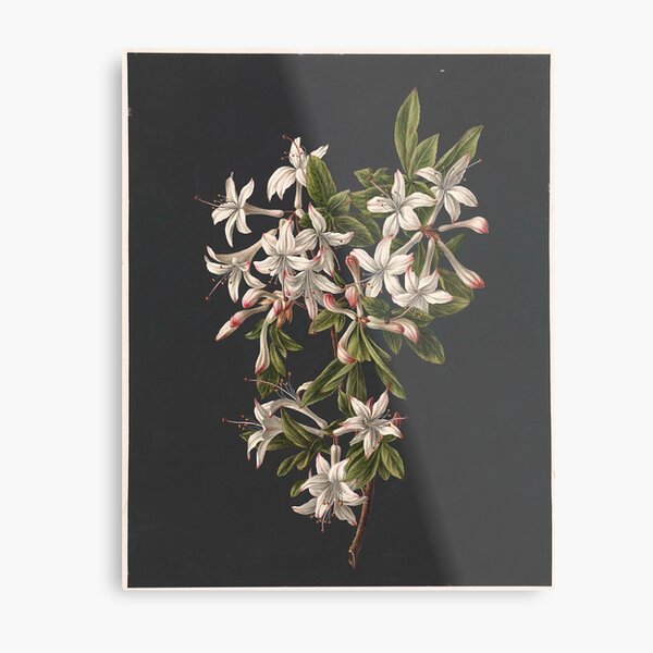 Item preview, 'Branch of Azaleas in bloom' by M. de Gijselaar designed and sold by MuseumPrint.