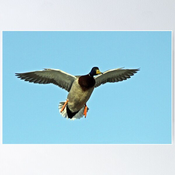 Item preview, Lookout! Duck Incoming Duck! designed and sold by Chuck Gardner.
