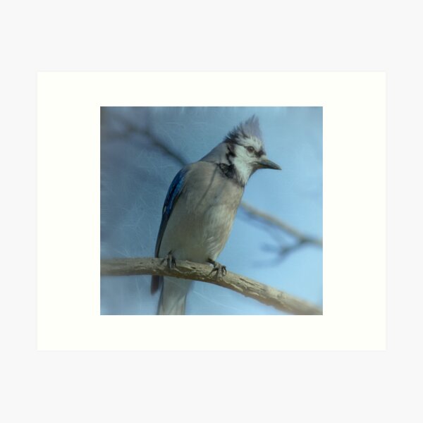 Item preview, young bluejay designed and sold by KathleenRinker.