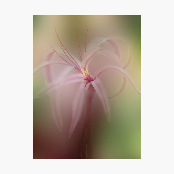 Item preview, Reaching  Out designed and sold by enchantedImages.