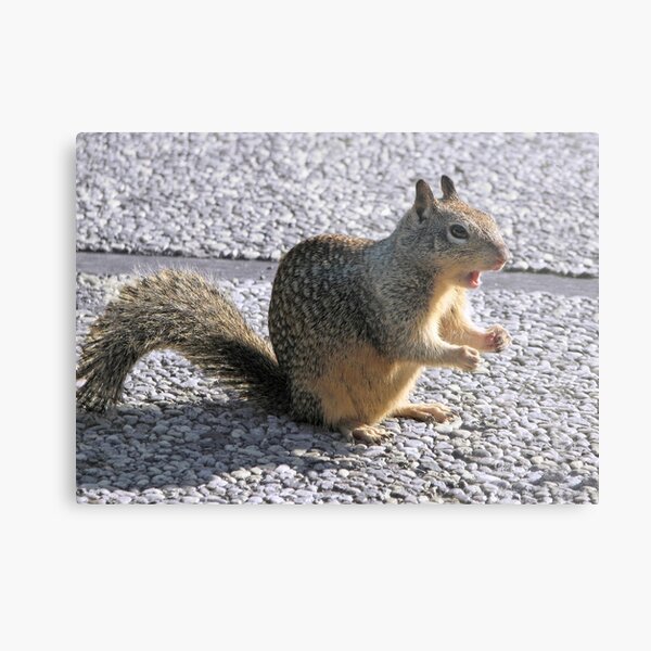 Go NUTS! Metal Print
