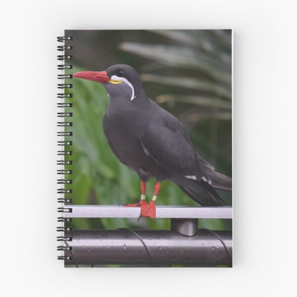 Item preview, National Aviary Pittsburgh Series - 13 designed and sold by sarahshanely.
