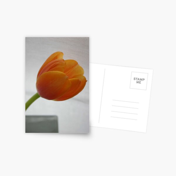 Tulip 1 Postcard