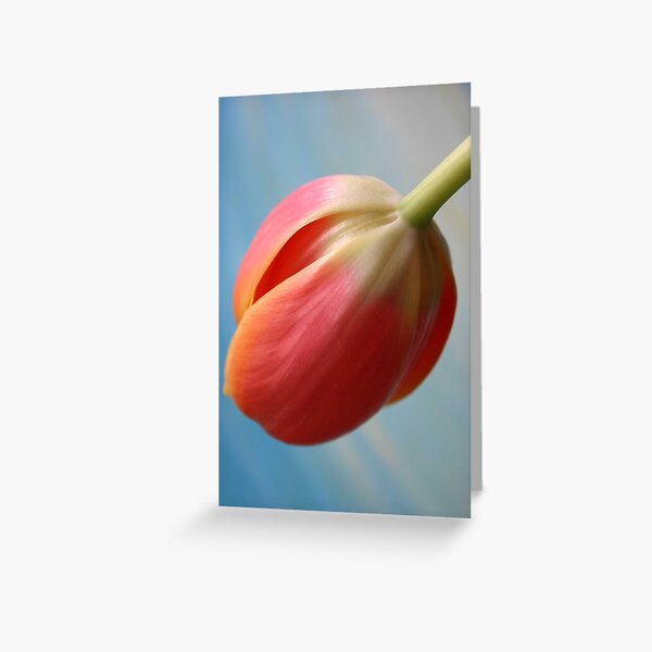 Tulip 3 Greeting Card