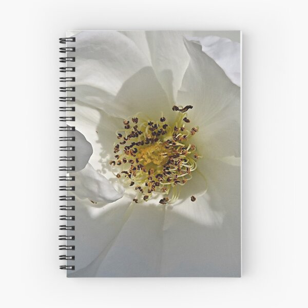 Item preview, White rose designed and sold by John Thurgood.