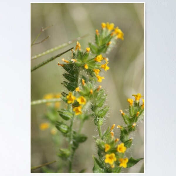 Item preview, Amsinckia menziesii, Fiddleneck, Rancher's Fireweed; Along Interstate 10 Ca & AZ March 2010 (140 Views 5/25/2011) designed and sold by leih2008.