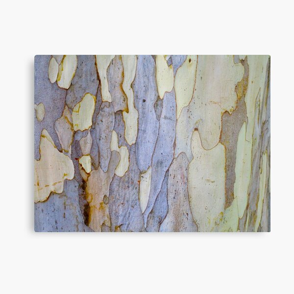 Eucalyptus true colours Metal Print