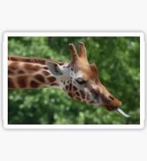 Giraffe Sticker
