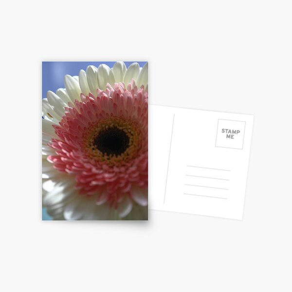 Pink-white gerbera Postcard
