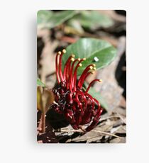 "Spider Man-Flower" Canvas Print