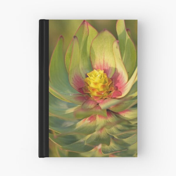Item preview, Leucadendron sp. designed and sold by Etwin.