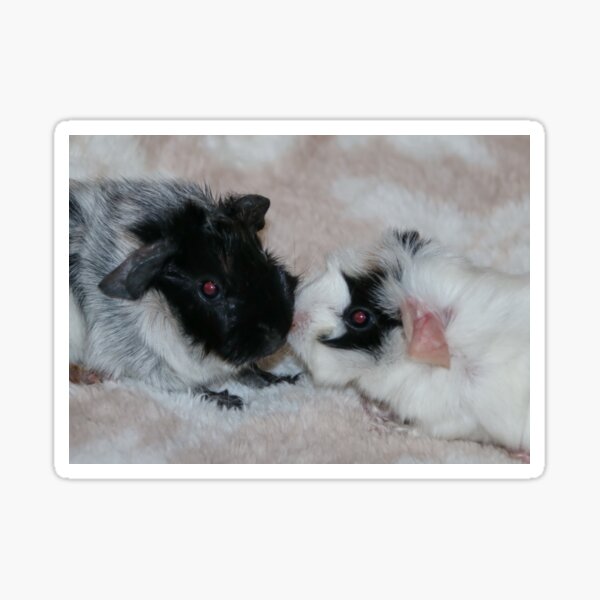 Item preview, Two Day Old Guinea Pigs designed and sold by AnnDixon.