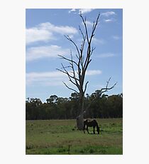My only Friend Photographic Print