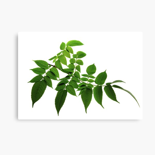 dahlia imperialis Canvas Print