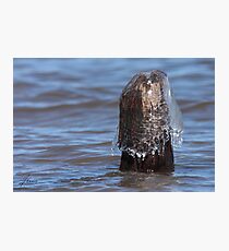 Wood Protection Photographic Print