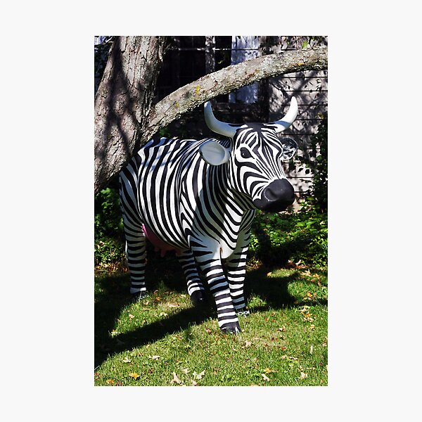 Zebra? Cow? Huh? Photographic Print