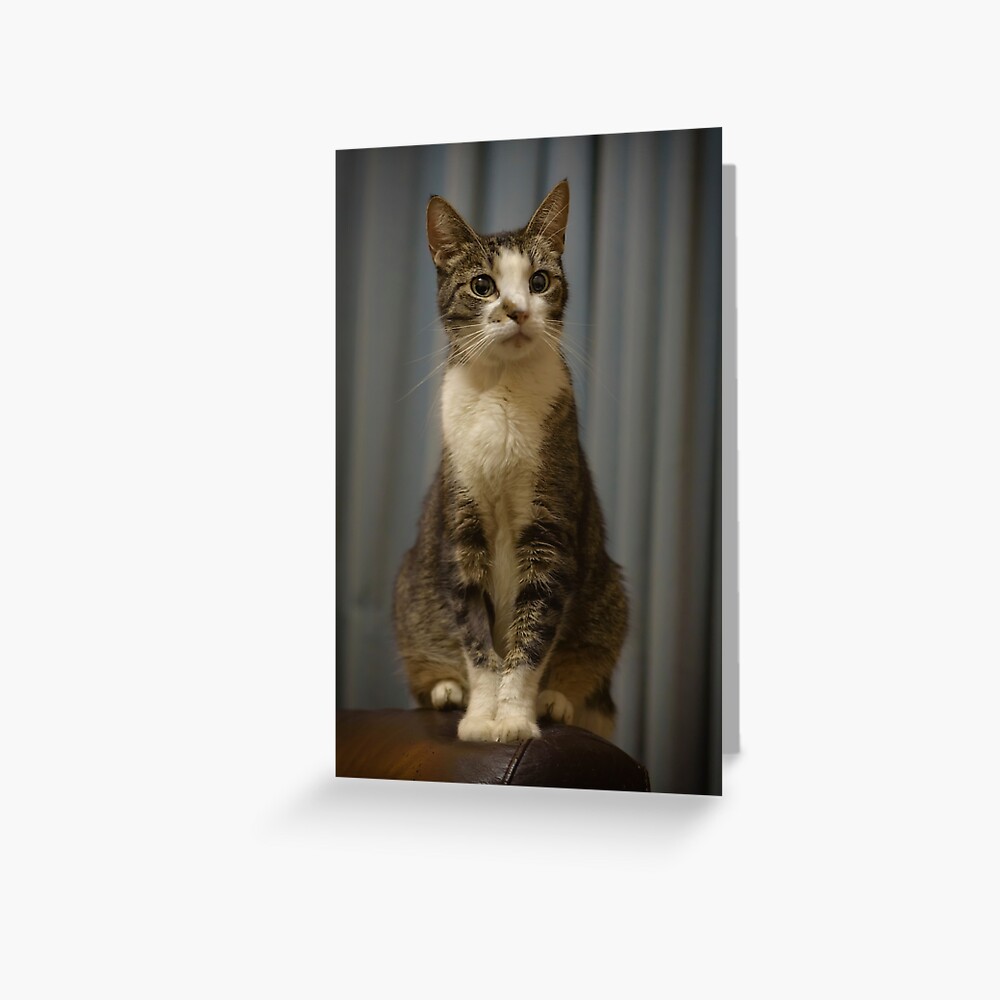 Ready for her shoot Greeting Card