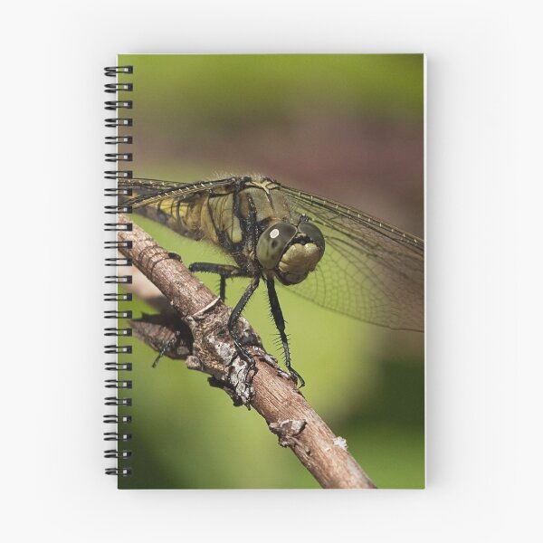 Item preview, Female Keeled Skimmer designed and sold by Neil Bygrave (NATURELENS).
