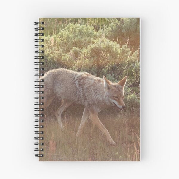 Aperçu de l'œuvre Coyote at Dusk créée et vendue par Matthew Kochel JJ In A Jayco.