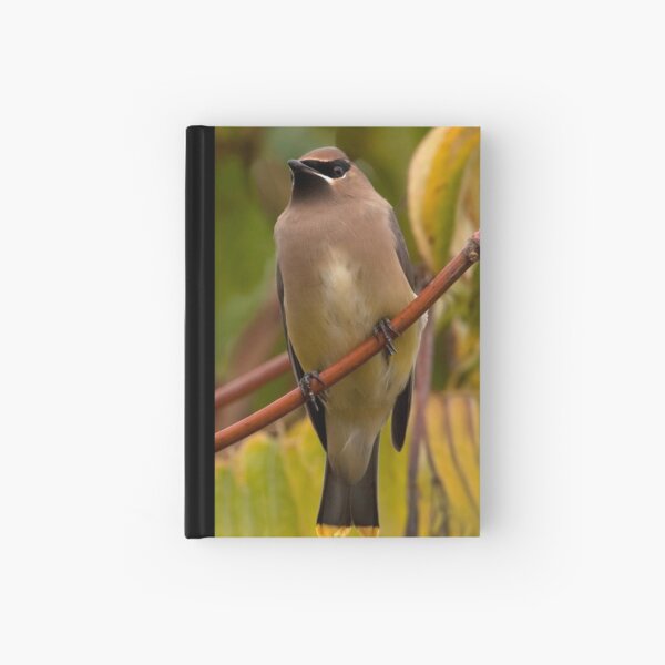 Cedar Waxwing Hardcover Journal