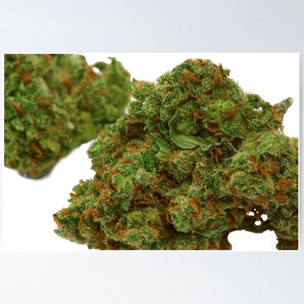 Item preview, Jack Herrer Marijuana bud designed and sold by mwesselcreative.