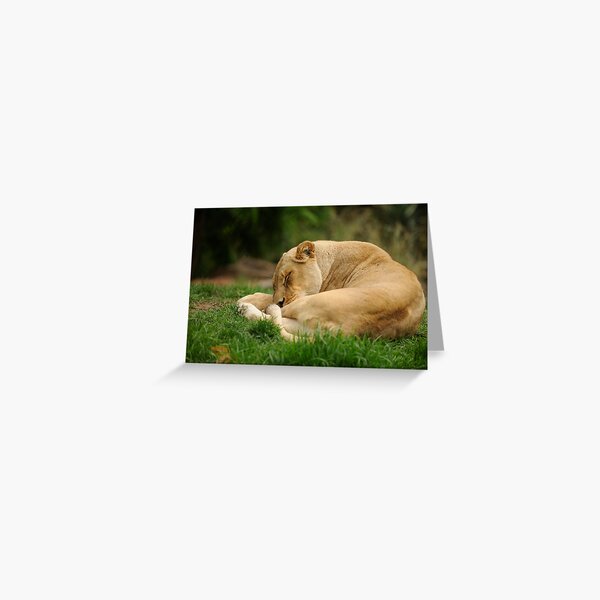 Sleeping Lioness Greeting Card
