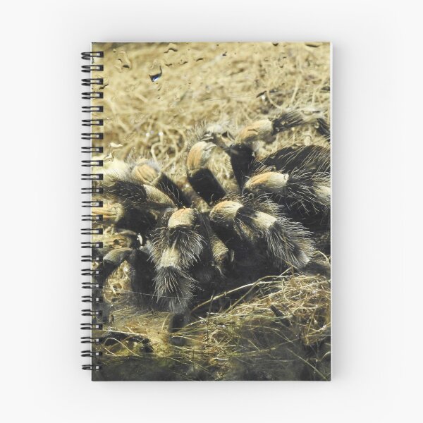 Item preview, Mexican Red-Knee Tarantula designed and sold by Martina Nicolls.