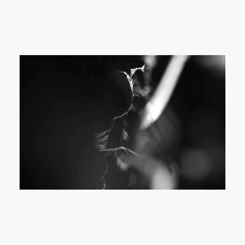 Nature #30 Photographic Print
