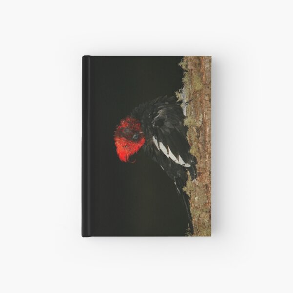 Item preview, Tidying Up - Preening Magelanic Woodpecker designed and sold by naturalnomad.