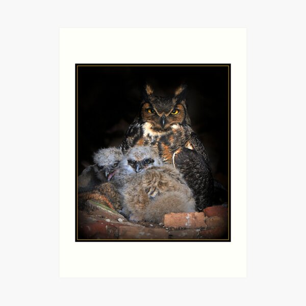 Great Horned Owl and Owlet Art Print