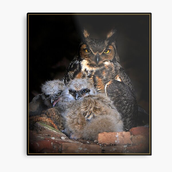 Great Horned Owl and Owlet Metal Print