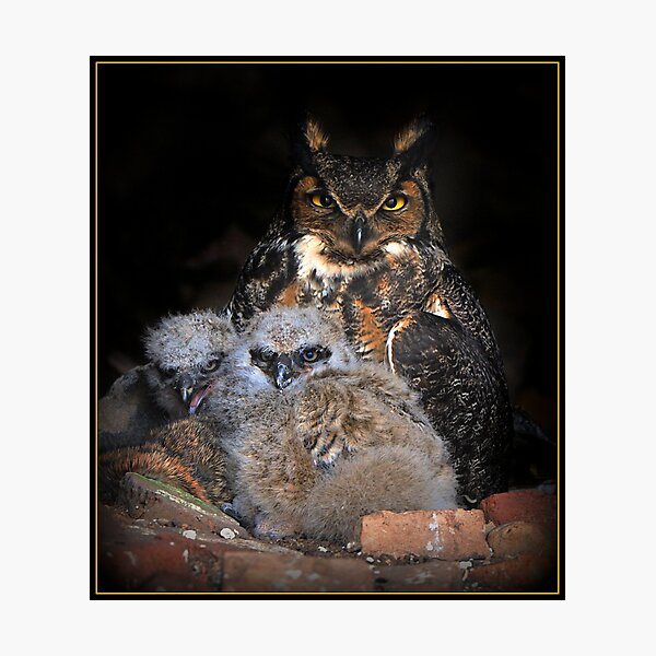 Great Horned Owl and Owlet Photographic Print